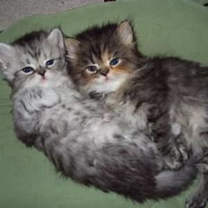 Meet your Posher, Mimi